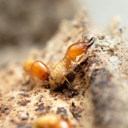 effective termite treatments in fort mill sc BUGSBGONE