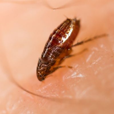 flea exterminator in fort mill BUGSBGONE