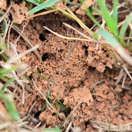 fire ant hill in fort mill sc bugsbgone pest and termite fire ant control