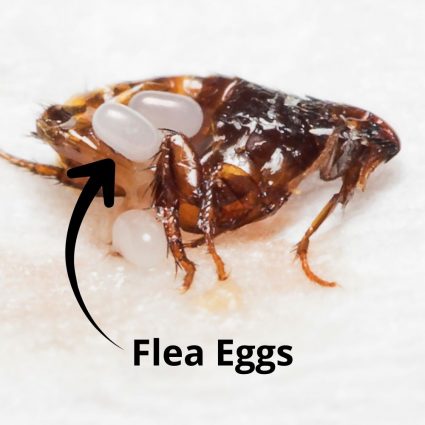 flea infestation fort mill sc BUGSBGONE (1)