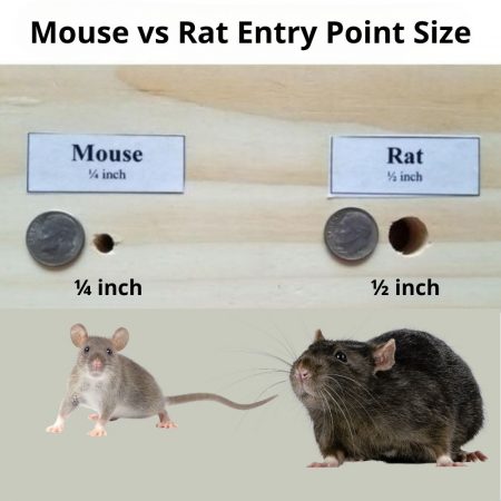 how are rodents getting into my home Rodent Pest Control Fort Mill- Bugs B Gone