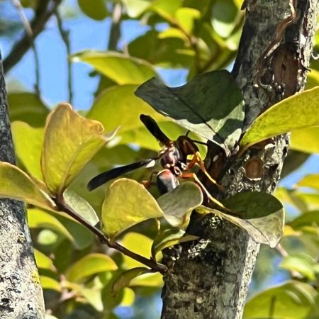 paper wasps in fort mill bugsbgone pest and termite wasp removal