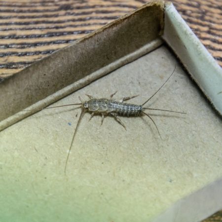 pest control for silverfish in fort mill sc BUGSBGONE