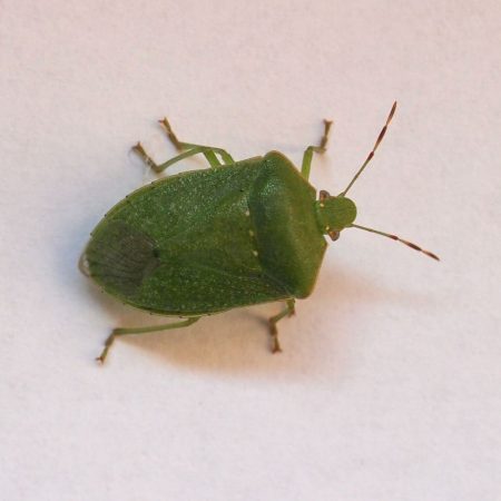 pest control for stink bugs in fort mill sc BUGSBGONE