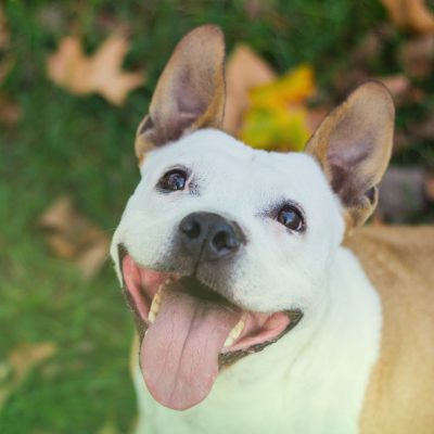 pest control safe for pets in fort mill sc BUGSBGONE