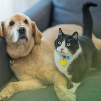 pet-safe pest control in fort mill sc BUGSBGONE