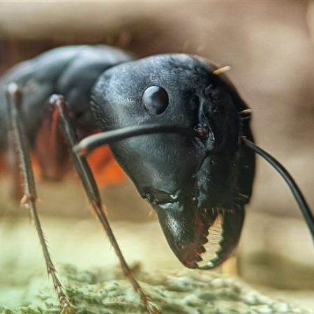 professional carpenter ant pest control fort mill bugsbgone, SC