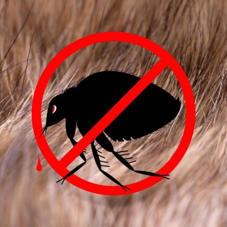 professional flea control in fort mill sc BUGSBGONE