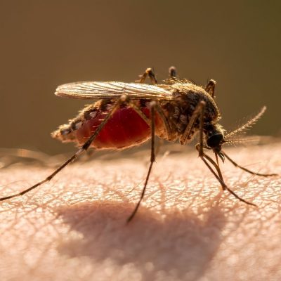 professional mosquito control fort mill sc BUGSBGONE