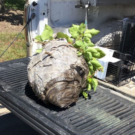 professional wasp nest removal in fort mill sc BUGSBGONE