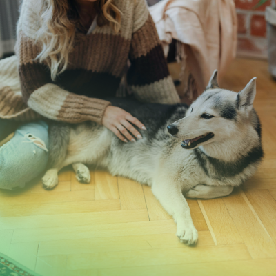 safe pest control for pets fort mill BUGSBGONE