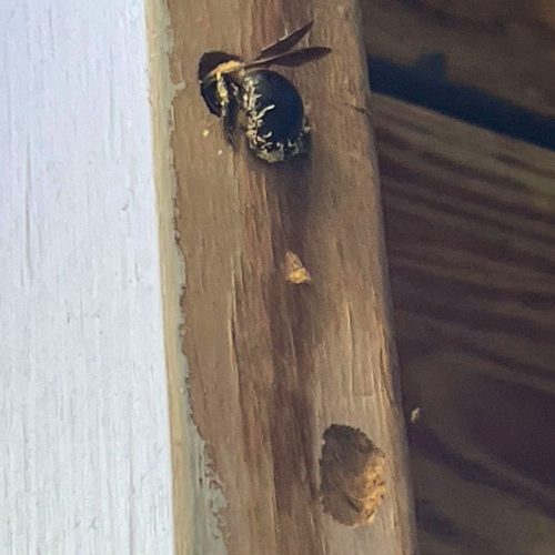 signs of a carpenter bee problem in Fort Mill SC BUGSBGONE (1)