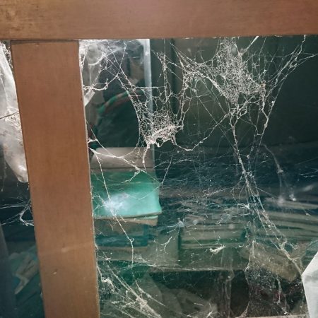 signs of a spider infestation in fort mill sc BUGSBGONE