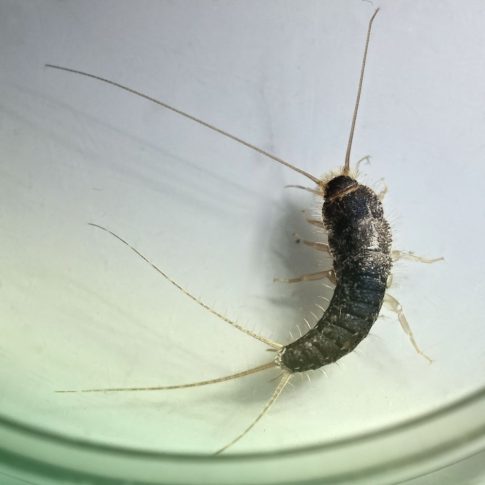 silverfish control in fort mill sc BUGSBGONE