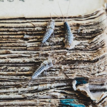 silverfish damage in fort mill sc BUGSBGONE