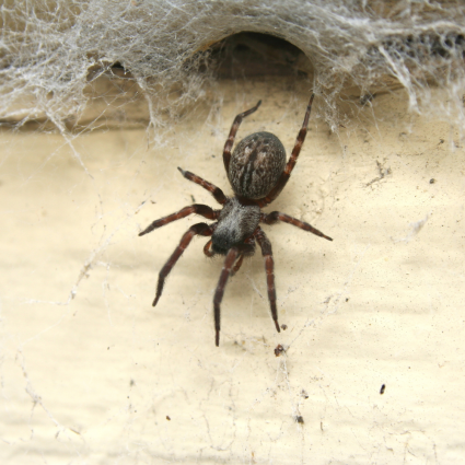 spider control pest control for spiders in fort mill sc BUGSBGONE