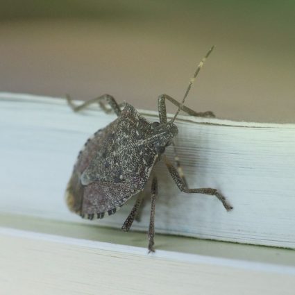 stink bug pest control in Fort Mill BUGSBGONE