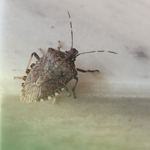 stink bug pest control in fort mill sc BUGSBGONE