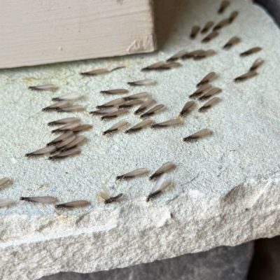 termite swarmers in fort mill sc bugsbgone