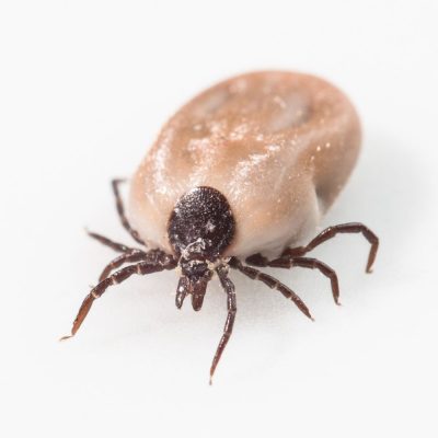 the best tick control in fort mill, SC BUGSBGONE