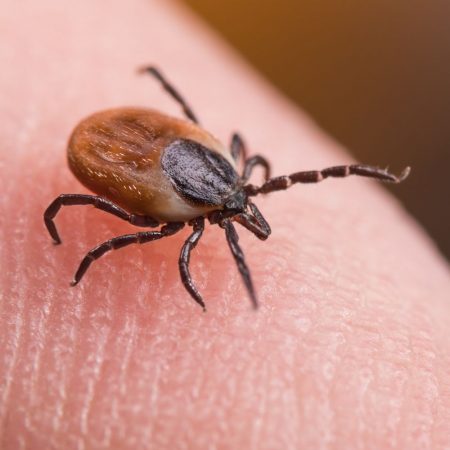 tick control in fort mill BUGSBGONE