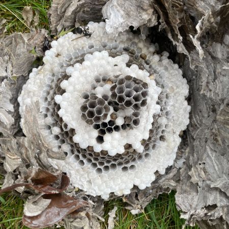 wasp nest removal fort mill sc BUGSBGONE
