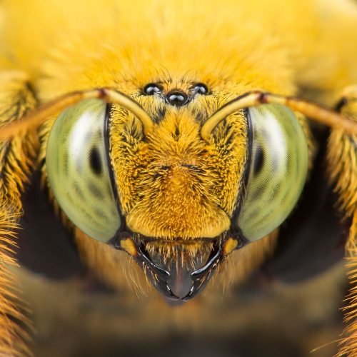 what attracts carpenter bees bugsbgone Fort Mill pest control