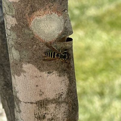 yellow jacket on a birch tree in fort mill sc, get yellow jacket removal estimate from bugsbgone today